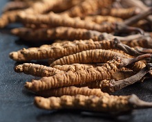 Taming The Wild Cordyceps